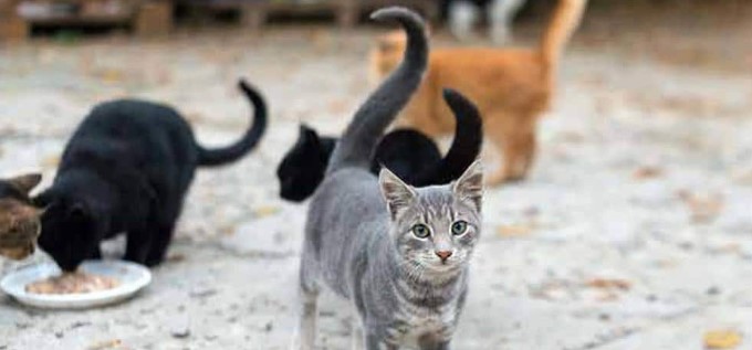 Encuentran 2.000 gatos muertos para remedios medicinales en Vietnam