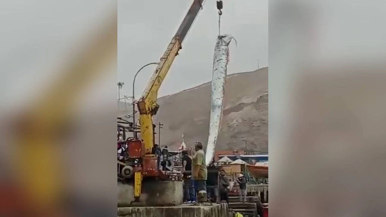 Según la creencia popular, la aparición de estos animales es símbolo de mal augurio y predecirían sismos. - Foto: Twitter / JeannetteQuim