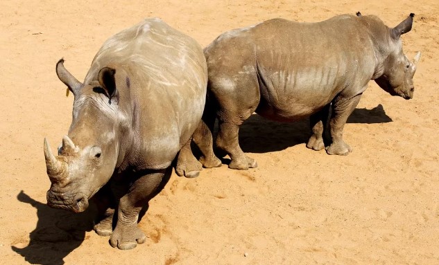Subastarán por internet rinocerontes en Sudáfrica