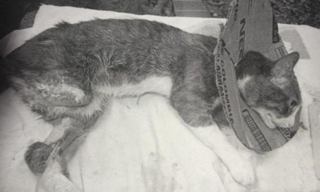 Gato murió luego de ser castrado y amputado por un falso veterinario