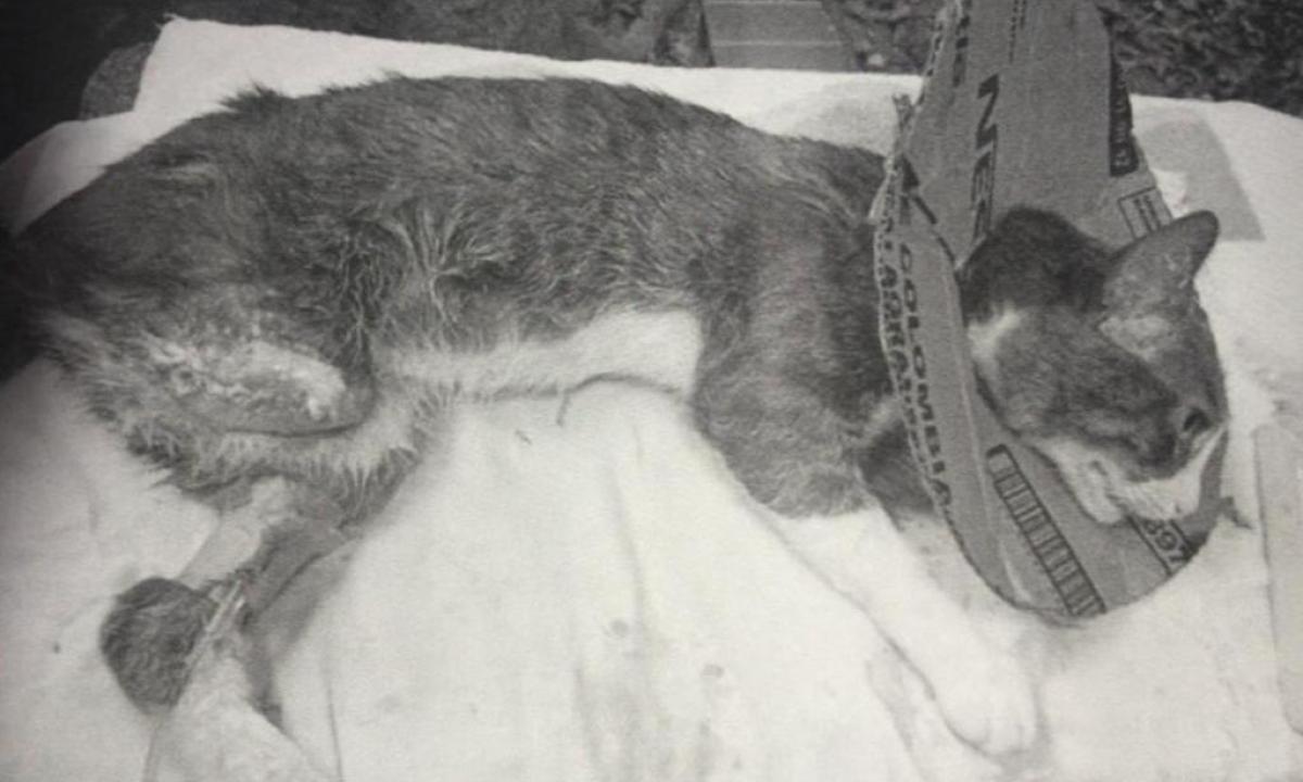 Gato murió luego de ser castrado y amputado por un falso veterinario