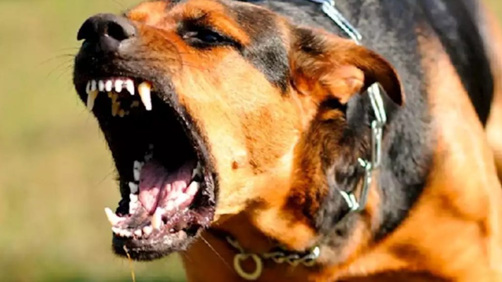 Niño de tres años se recupera de feroz ataque de un perro en Cincinnati