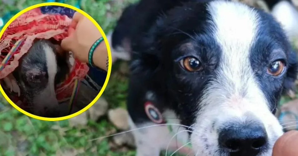 Relato de hombre que rescató a perra que fue arrojada al río Magdalena en costal