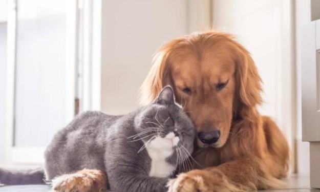 Ahora le pueden embargar hasta el perro y el gato, según la Corte Suprema