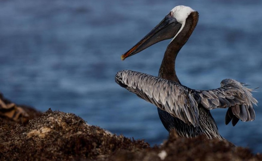 Se agudiza la gripe aviar en la isla Gorgona