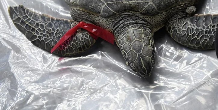El 92% de las tortugas del Mediterráneo tienen plástico en su estómago