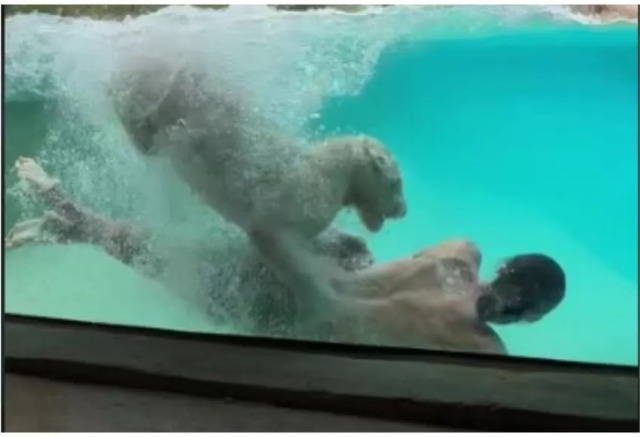 Zoológico en EEUU aclara qué pasó en la supuesta pelea entre un tigre y su entrenador