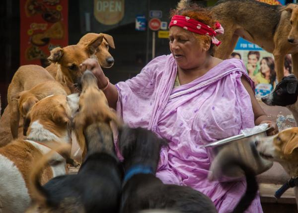 Polémica en la India por mujer con 200 perros a su cargo