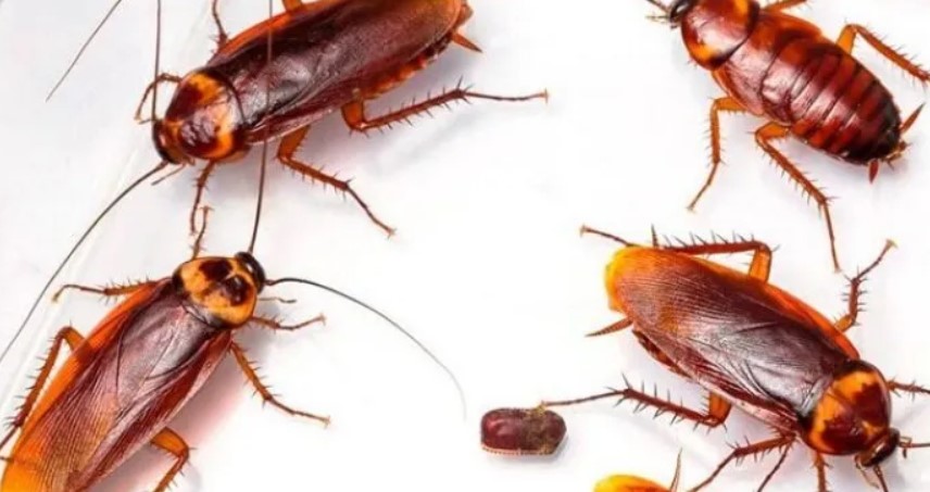 ¿Por qué es una mala idea matar las cucarachas?