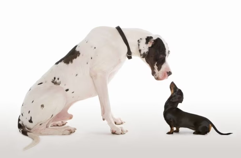 Estudio revela las razas de perros con menor expectativa de vida