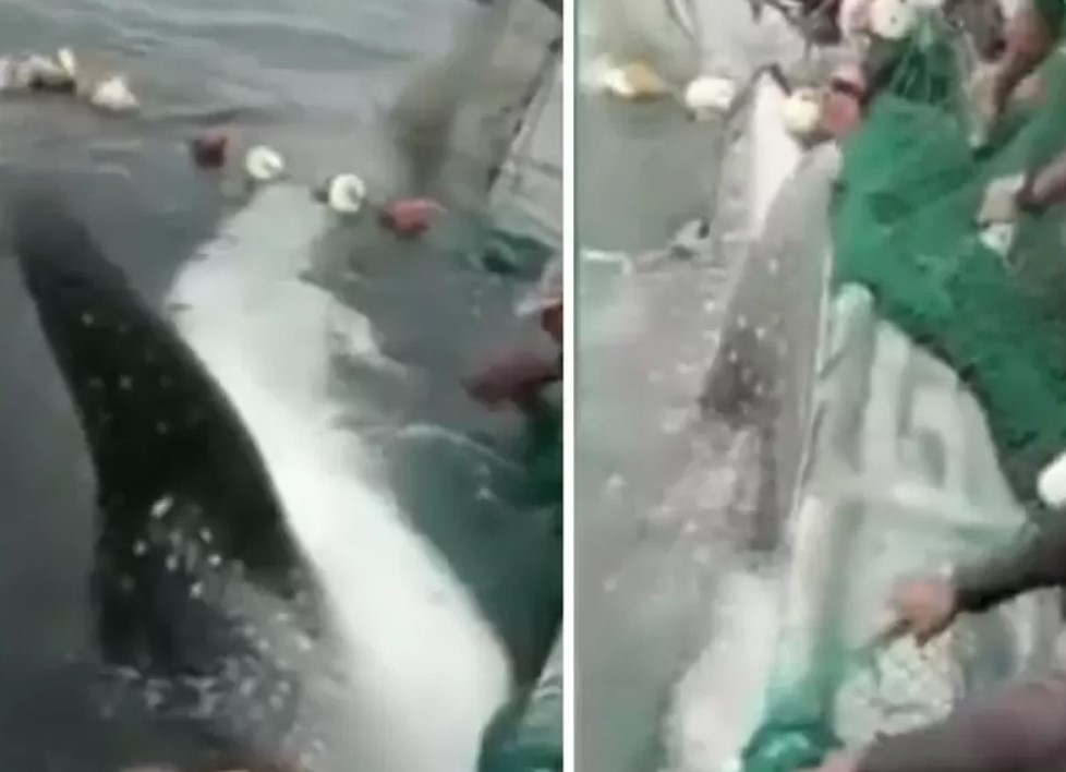Tiburón ballena fue rescatado de una red en el pacífico colombiano