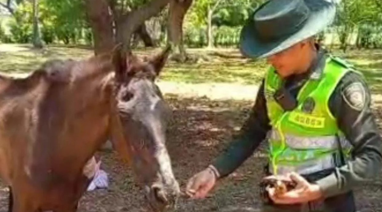 Caballo maltratado y enfermo fue rescatado por la Policía Nacional en Valledupar
