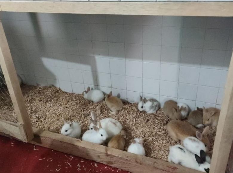 Más de 170 animales buscan familia en Bogotá