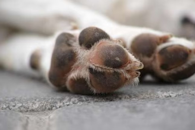 Fiscalía investiga la causa de muerte de 11 perros en Ciudad Bolívar