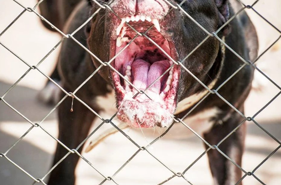 Conmoción en Bucaramanga por la muerte de un niño de 5 años atacado por perros pitbull