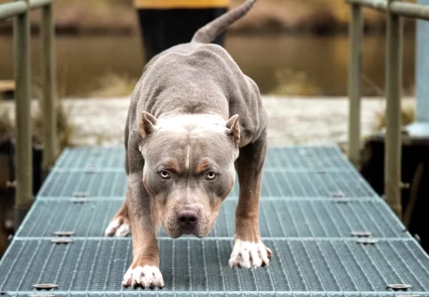 Nuevo ataque de perro pitbull, esta vez a una niña de 8 años, estremece área metropolitana de Bucaramanga