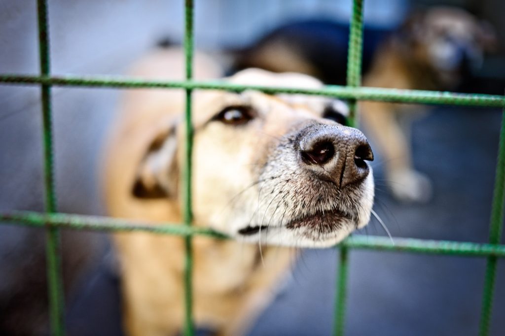 Condenado dueño de veterinaria en Bogotá por maltrato animal: 12 meses de cárcel y multa