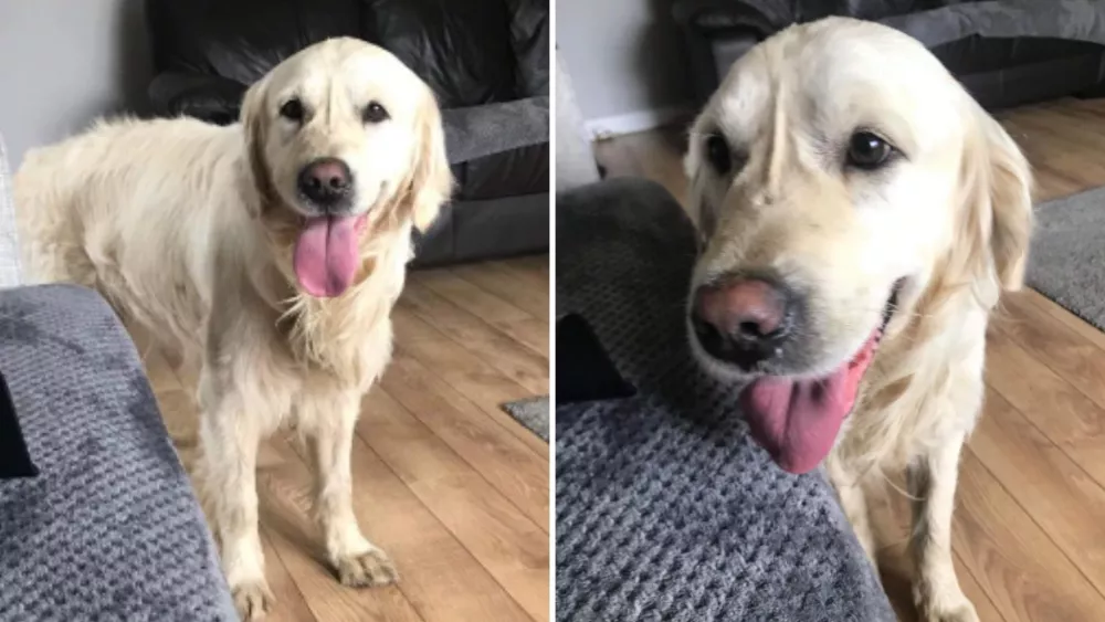 Perrito caminó durante 27 días para volver con la familia que lo abandonó