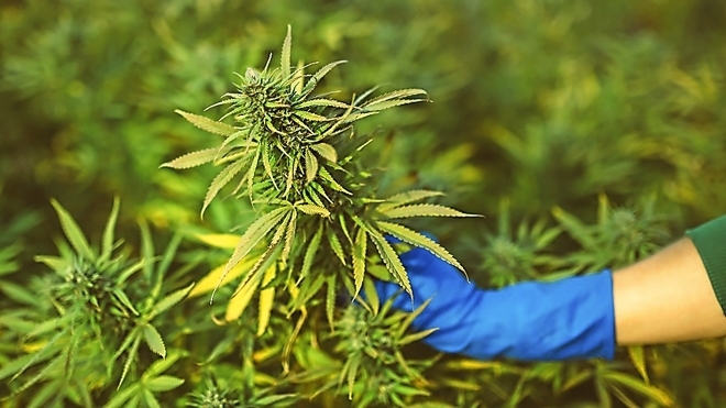 ¿Qué sigue en el proceso de legalización del cannabis?