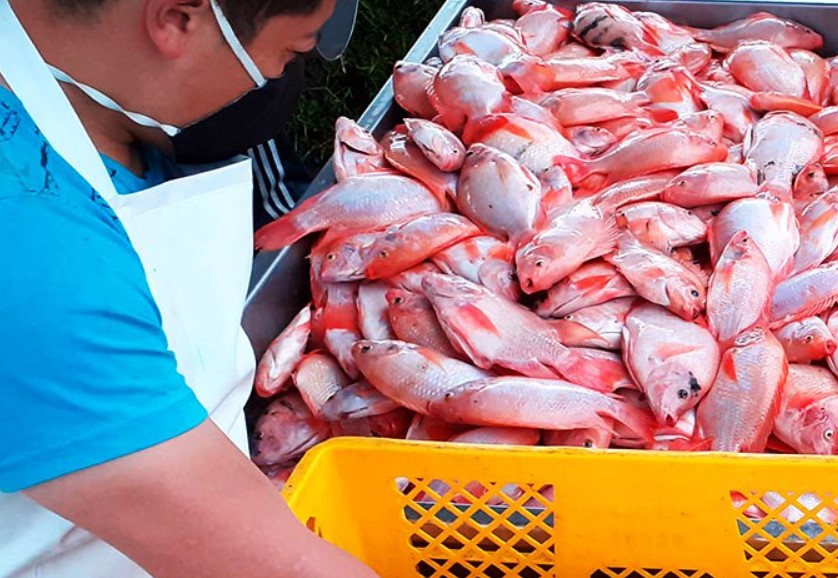 Emergencia sanitaria nacional por presencia de bacteria en cultivos de tilapia en Colombia