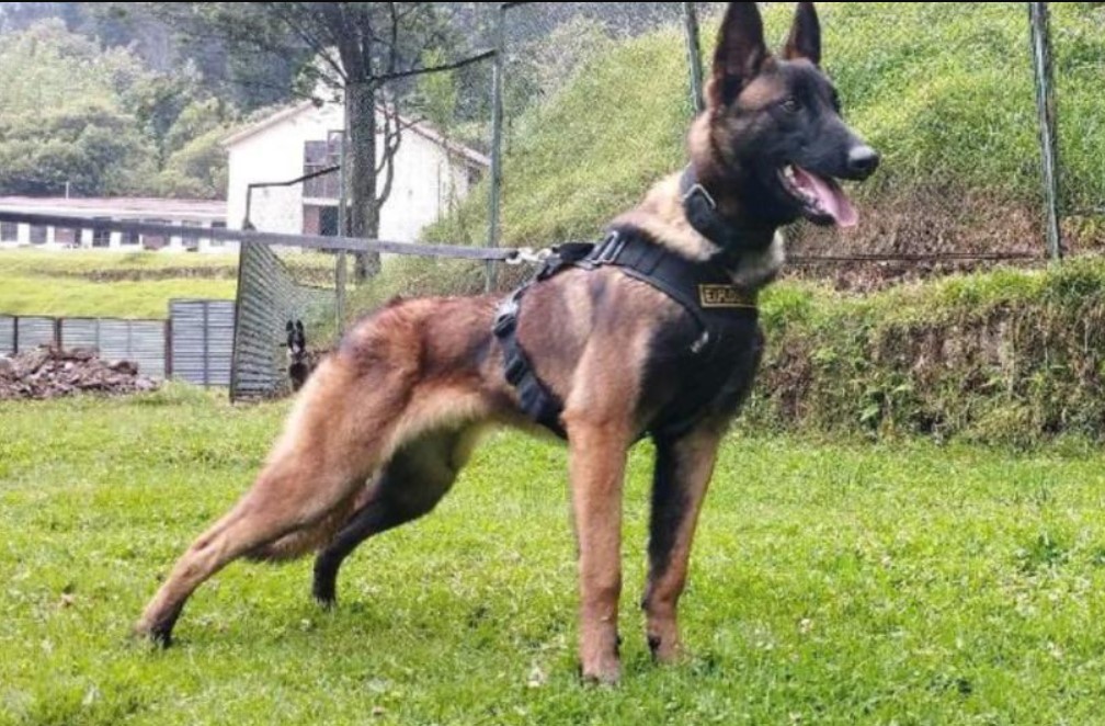 Operación Esperanza no termina hasta encontrar a Wilson