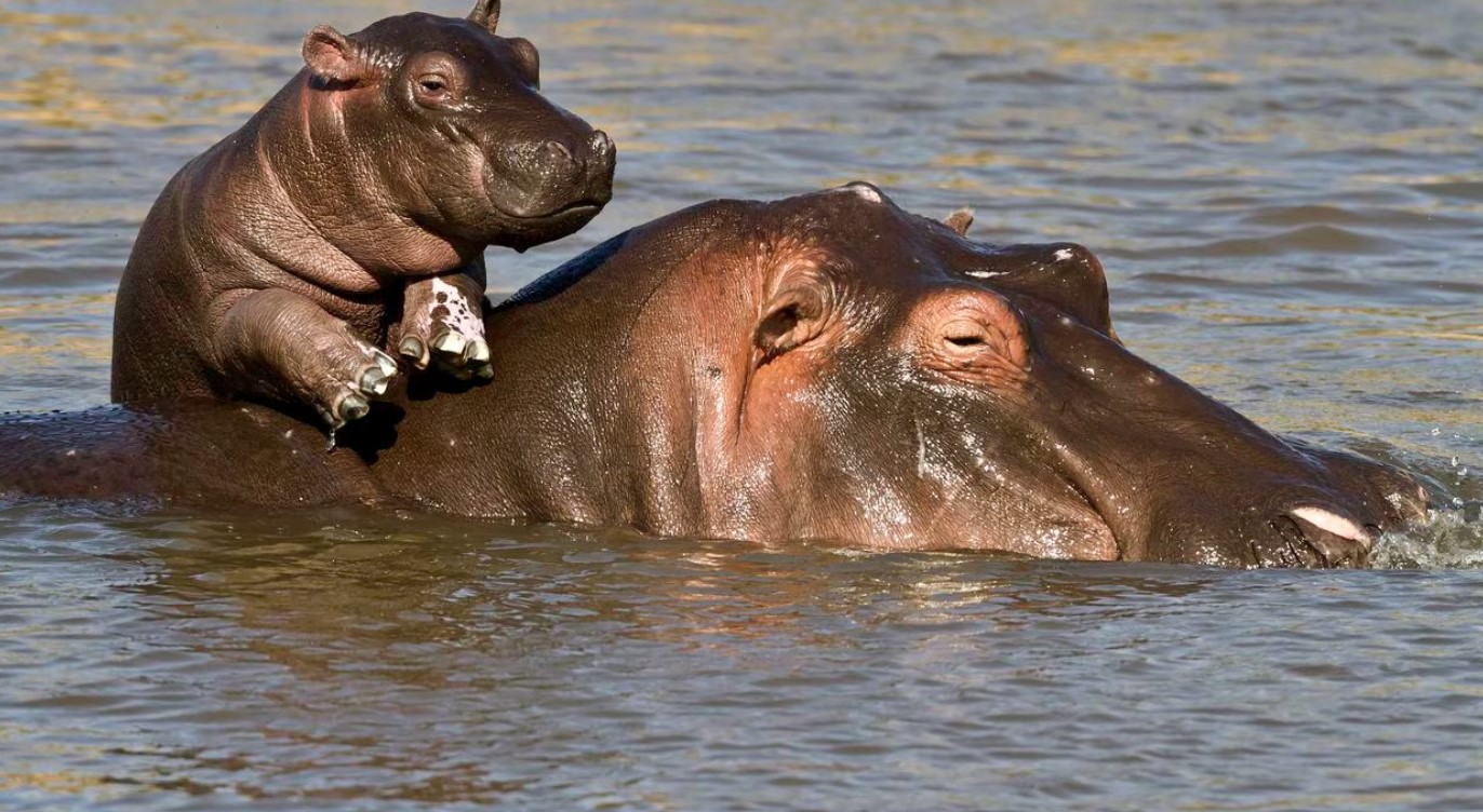 Hipopótamos de Pablo Escobar “pasarán” por el Consejo de Estado