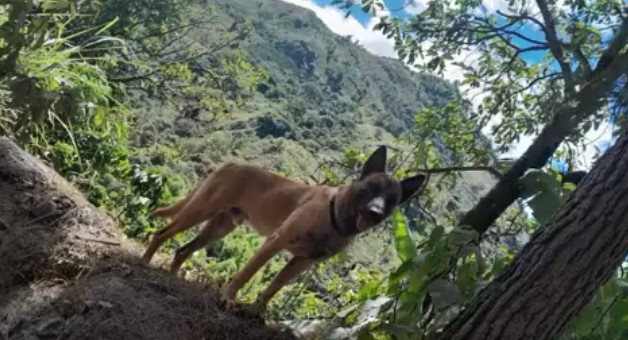 ¿Es Wilson? se viraliza en redes video de un pastor belga que deambula en zona rural del Huila