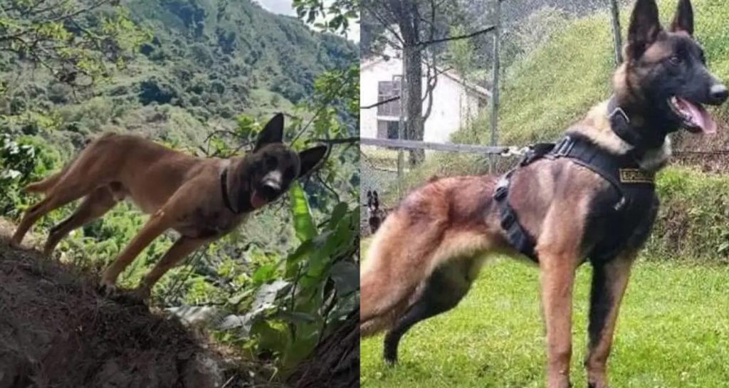 Descartan que sea Wilson el perro del video que circula en redes sociales
