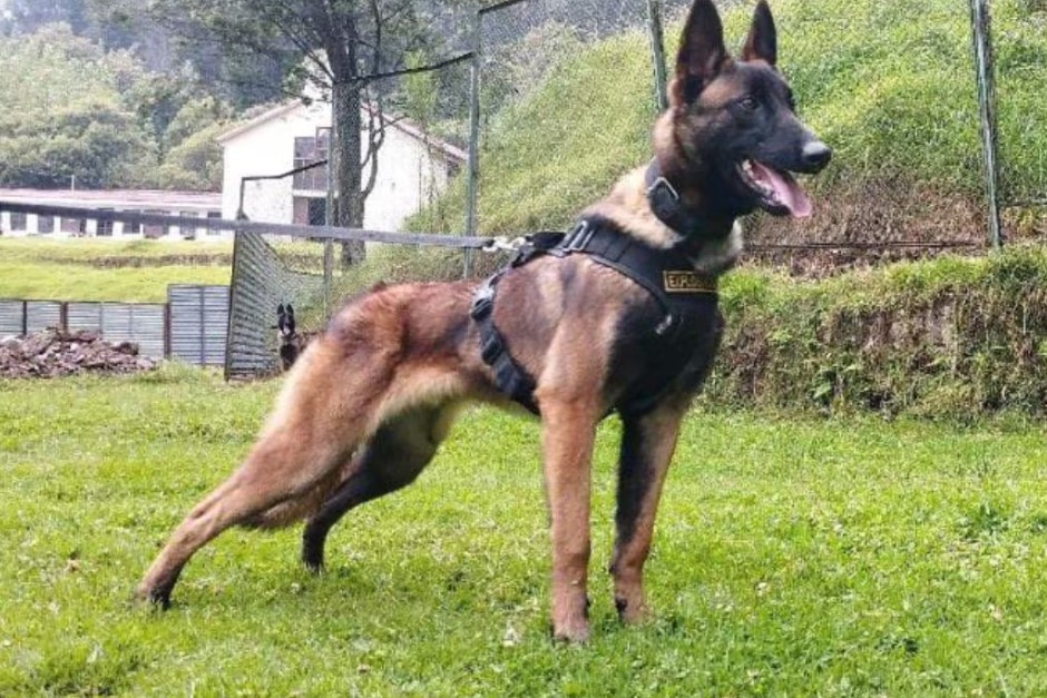 Abortada misión de búsqueda y rescate del perro Wilson