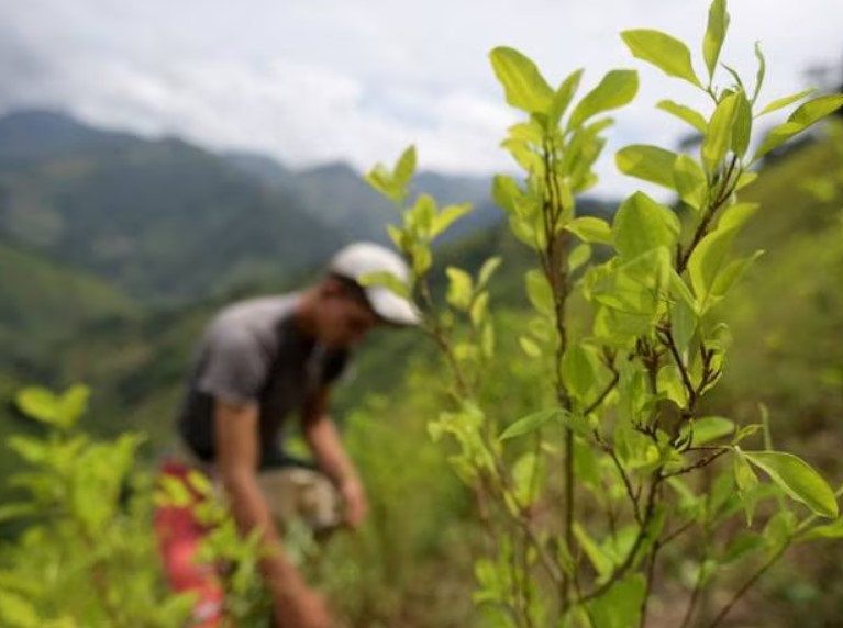 Estados Unidos suspende monitoreo a cultivos de coca en Colombia
