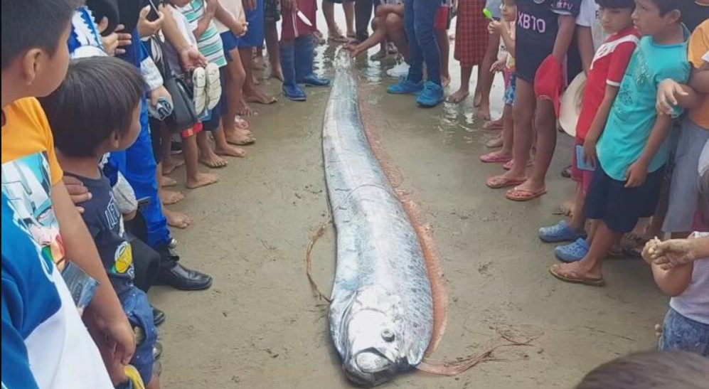 Encuentran pez que predice terremotos