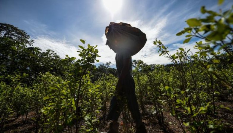 Gobierno pagaría subsidios a campesinos por dejar de cultivar coca