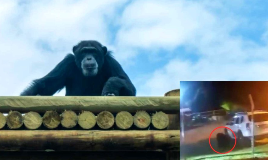 Polémica por el sacrificio de dos chimpancés fugados de zoológico en Pereira