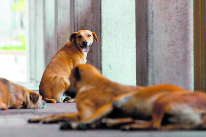 Corte Constitucional ampara el derecho a ladrar de los perros