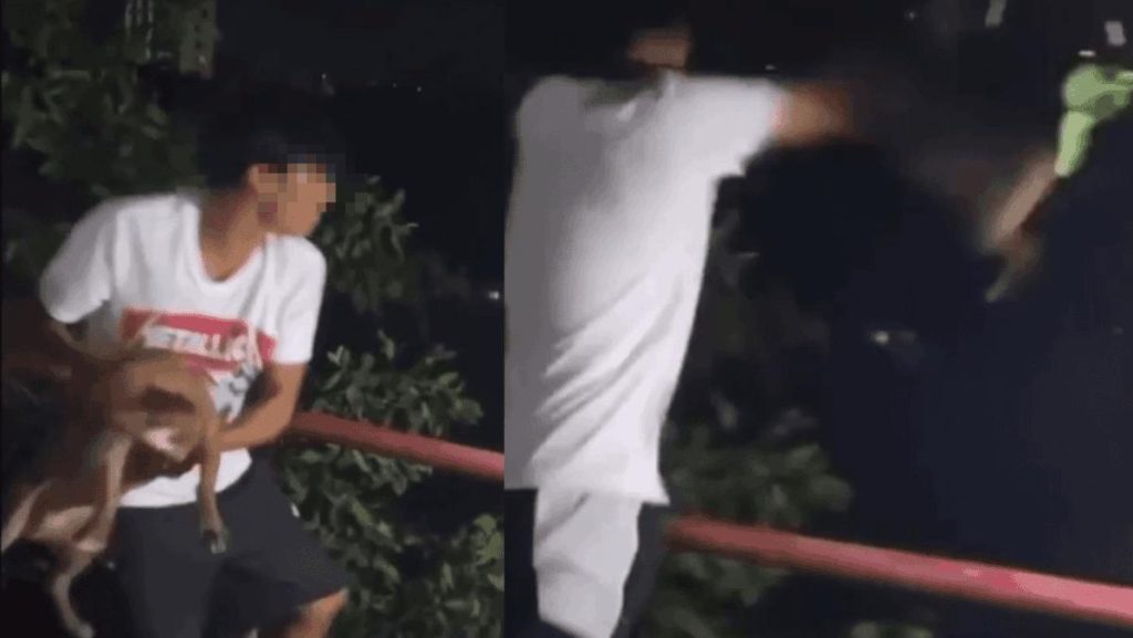 Denuncia y repudio a jóvenes que lanzaron al mar a un perro en Cartagena