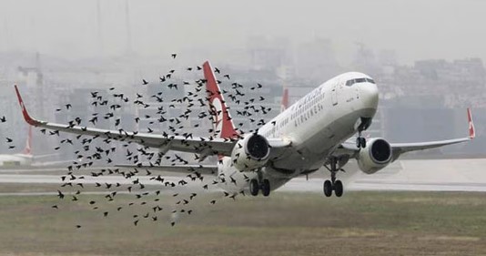 Aves ponen en peligro la operación del aeropuerto de Pereira
