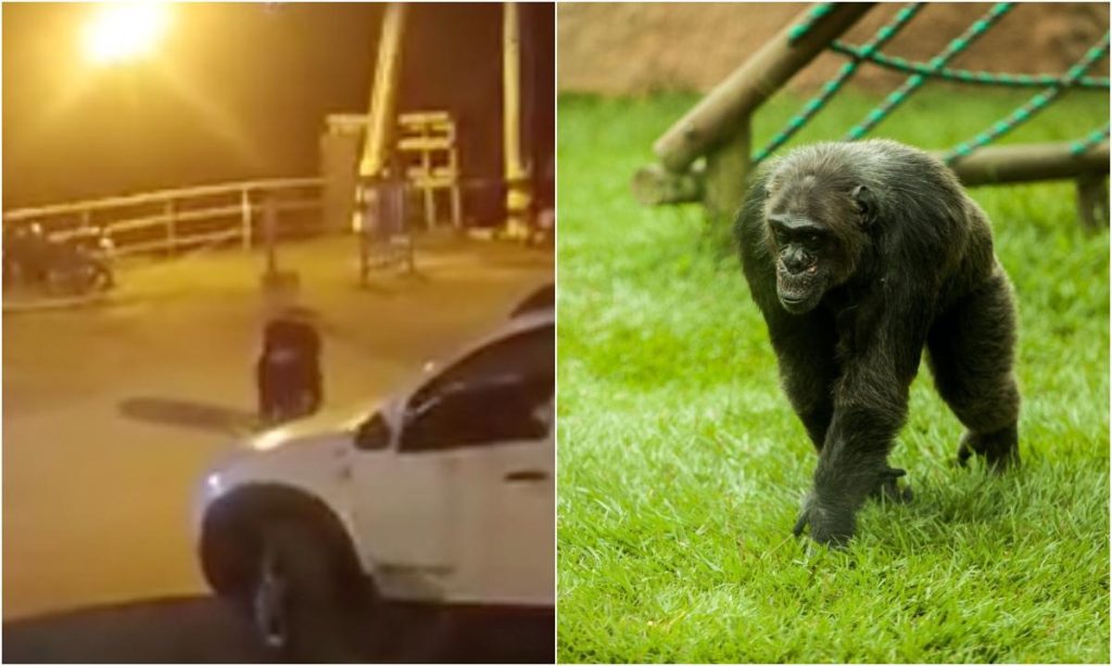 ¿Fuga de chimpancés en Pereira fue provocada?