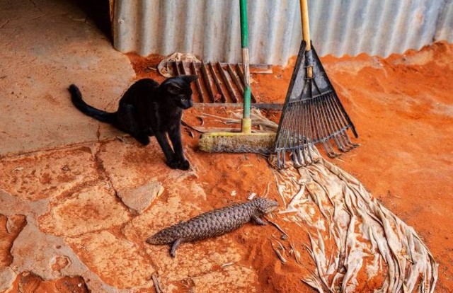 Australia prepara un exterminio de gatos