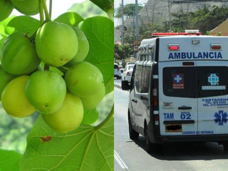 Extranjeros se intoxicaron al ingerir "manzanillo de la muerte" en Cartagena
