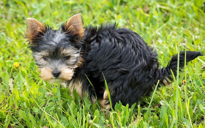 Multas de hasta $160.000 por no recoger excrementos de mascotas en espacios públicos