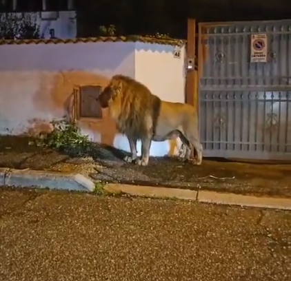 Capturan a león escapado de circo en las calles de Ladispoli, Italia