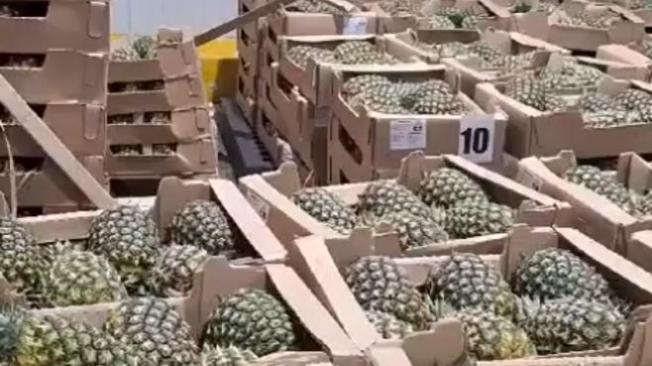 Incautan ‘narco-piñas’ en Cartagena