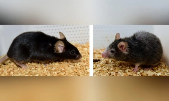 Estudio revela que las ratas pueden imaginar escenarios como los humanos