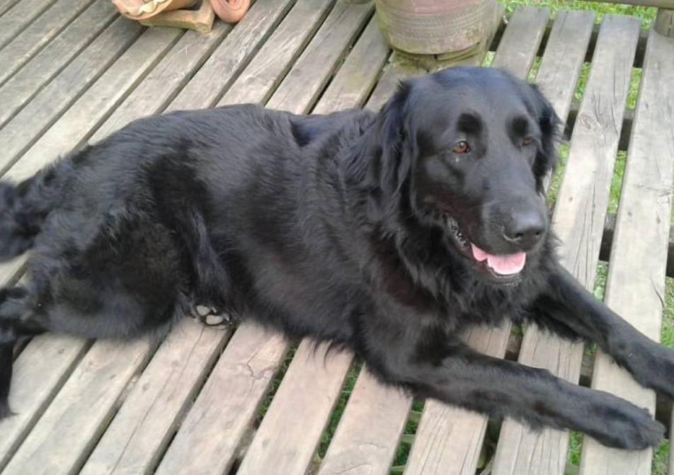 Luna, la golden retriever que murió por un ataque de ansiedad durante quema de pólvora en alborada