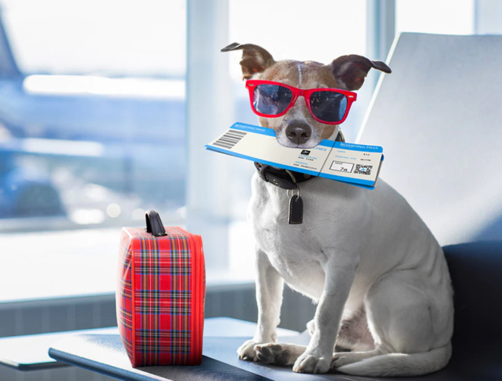 Todo lo que debe saber si va a viajar con sus mascotas en esta temporada