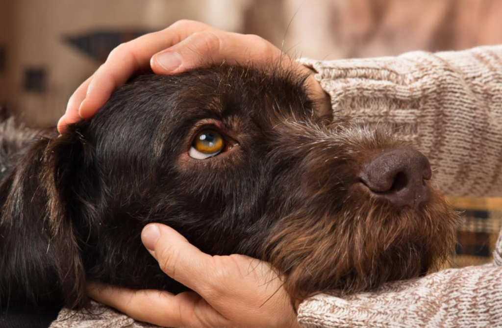 Excesos en la quema de pólvora sigue cobrando la vida de mascotas en Navidad
