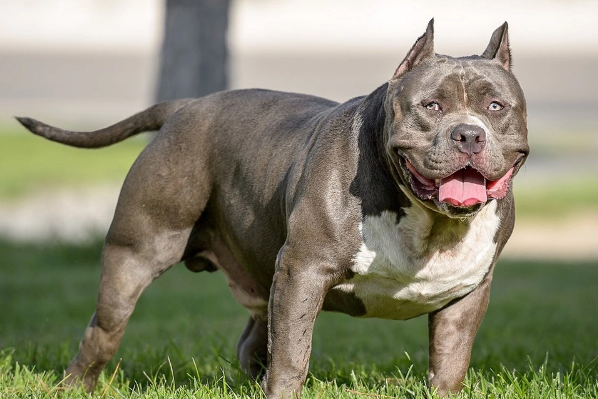 Los desafíos "éticos y psicológicos" que enfrentan veterinarios en Inglaterra tras prohibición de perros american bully XL