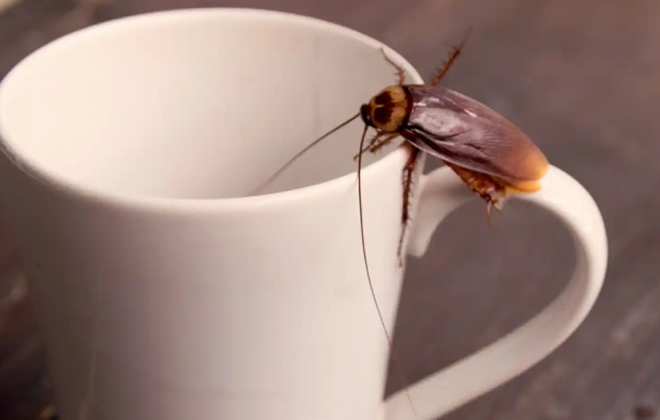 Revelan el lugar preferido de las cucharachas para hacer nido