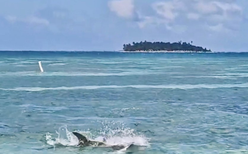 Tiburón martillo caza una mantarraya cerca de la costa en San Andrés y genera pánico