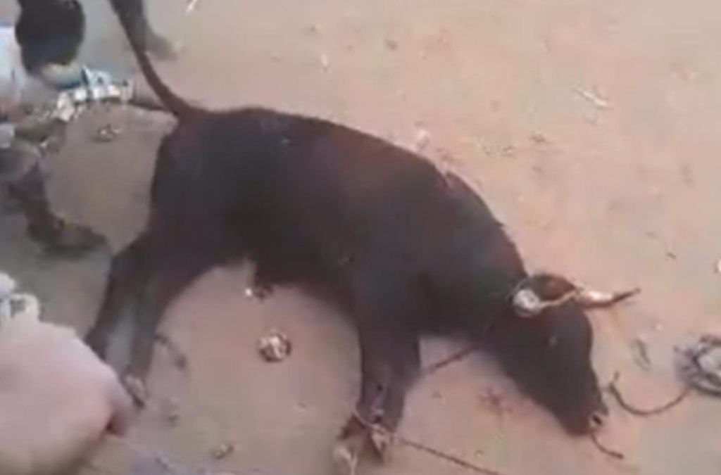 ¿Hasta cuándo las corralejas? violento ataque a un toro en Necoclí, Antioquia, causa indignación en redes